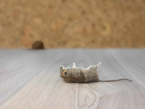 Expert animal removal services in Southern California, provided by Fig Tree Pest Management professionals